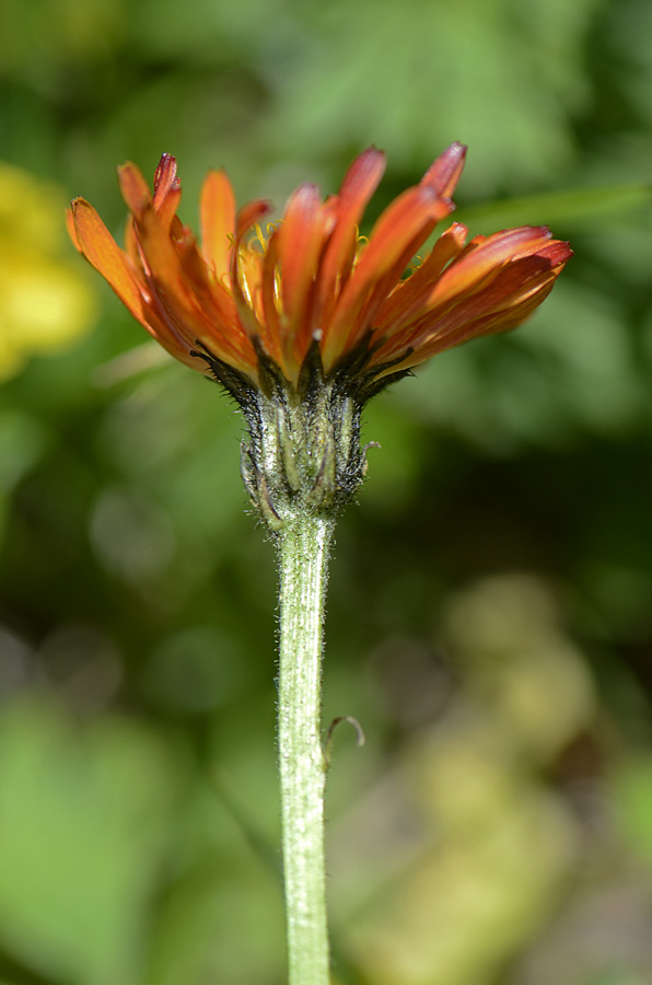 Crepis aurea / Crepide aranciata